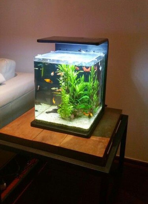 Products for Pet Fish