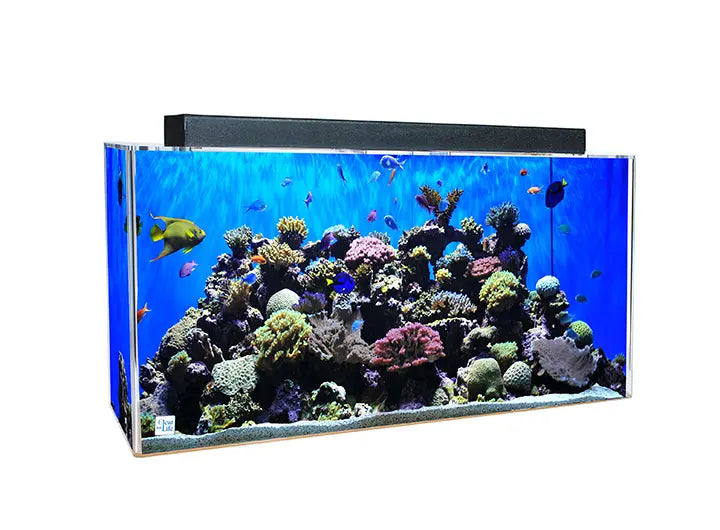 Acrylic Aquariums