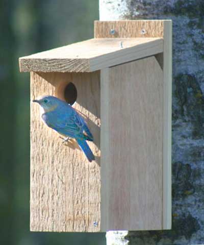 Looker Products View Thru Bluebird House